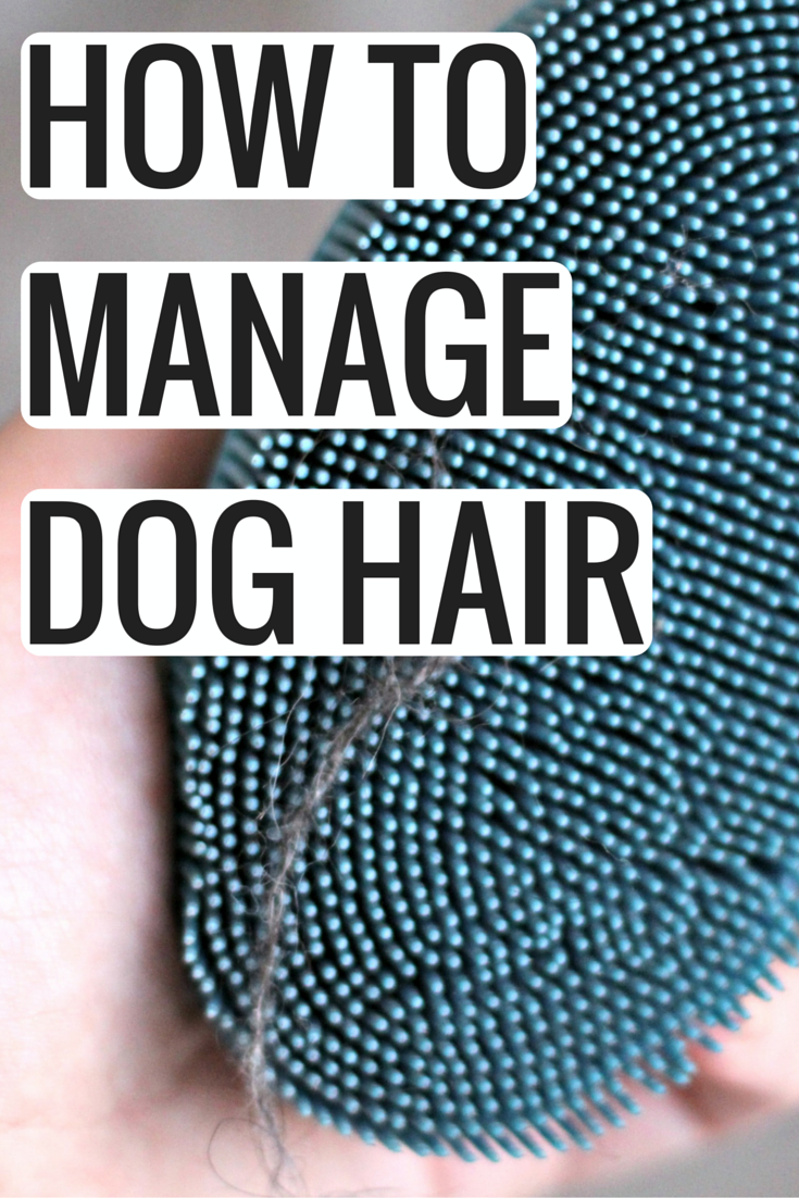 how to manage dog hair