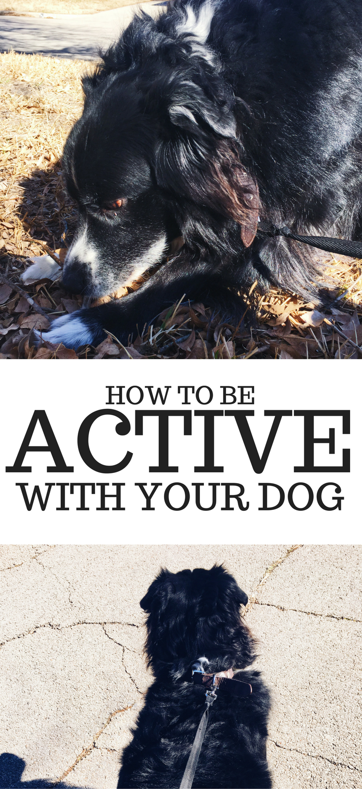 How to be Active with Your Dog