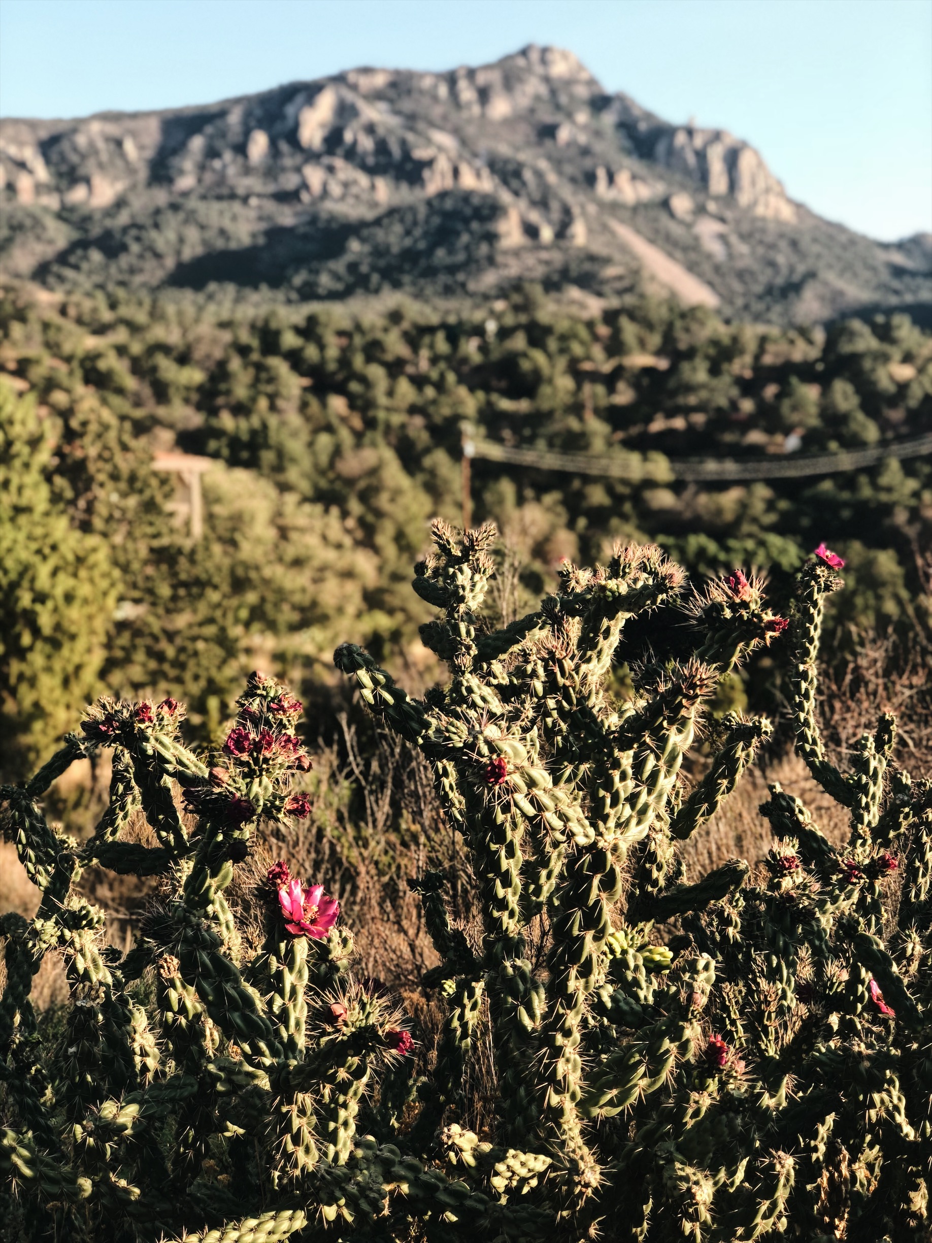 How I Spent Three Days in Big Bend National Park