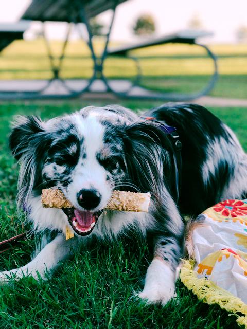 Why you have to go on an end of summer picnic