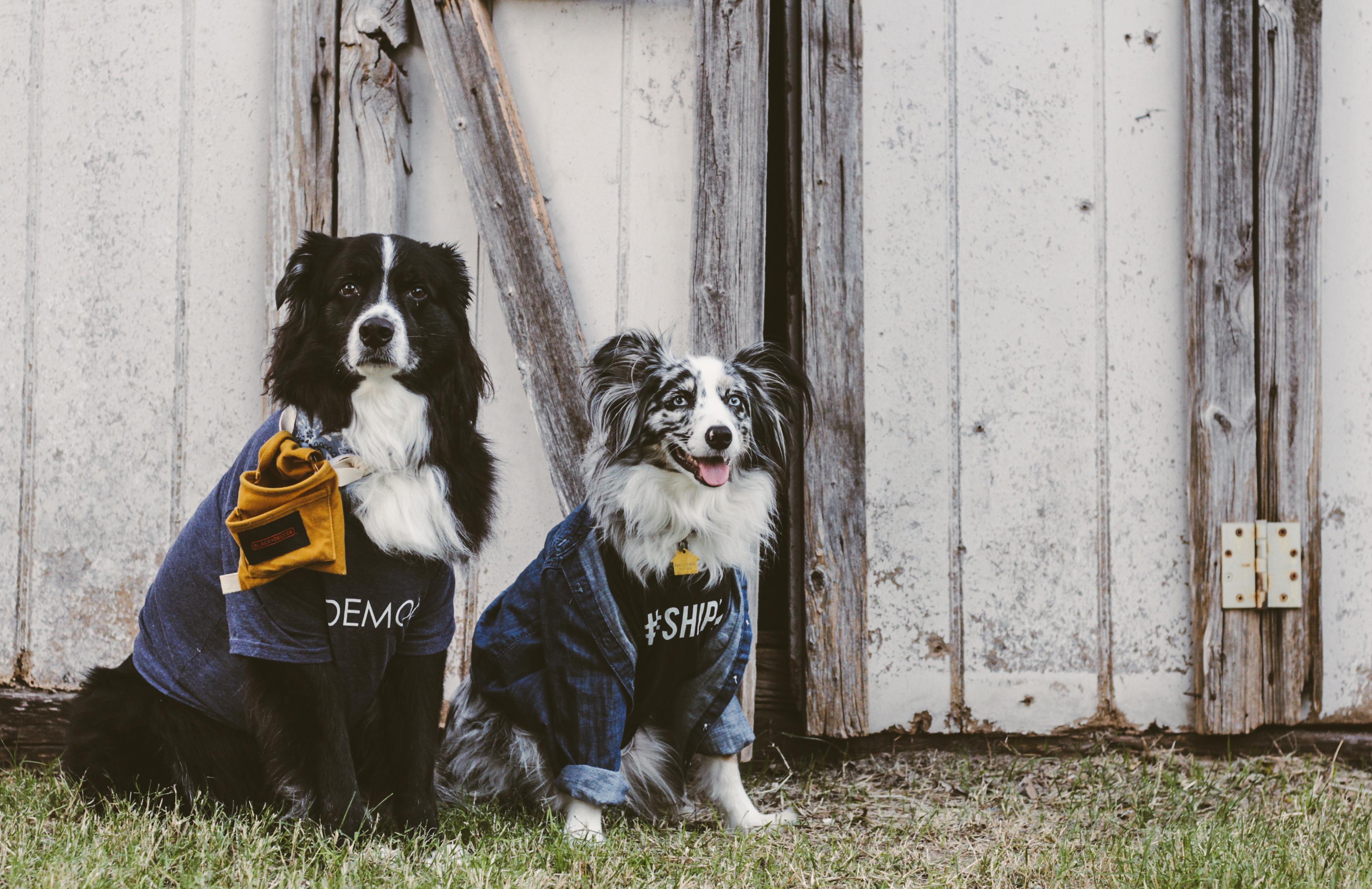 Chip and Joanna Gaines costume - for dogs!