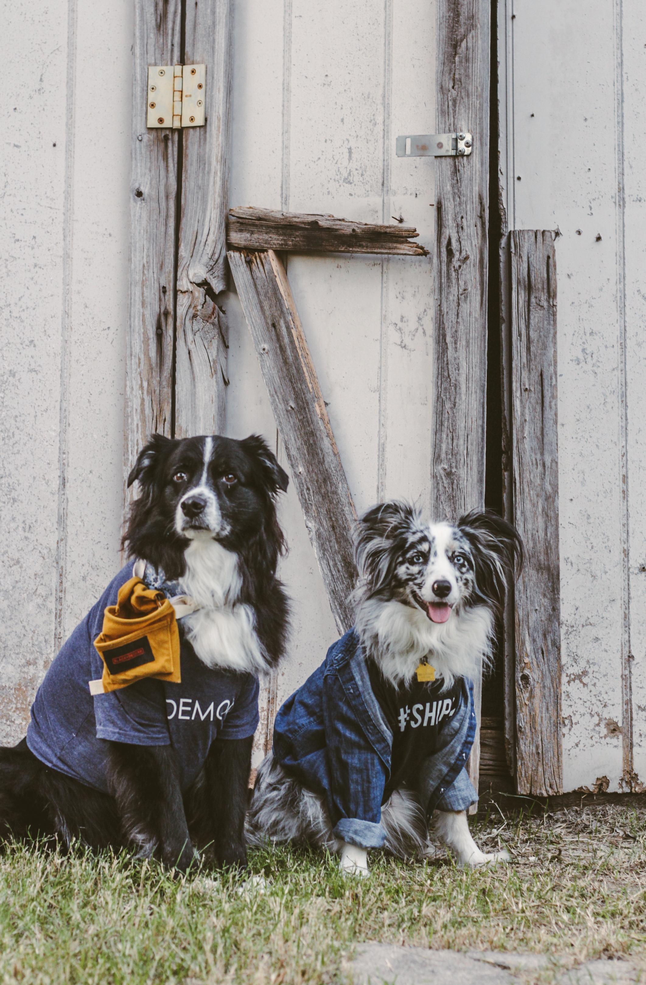 Chip and Joanna Gaines costume - for dogs!