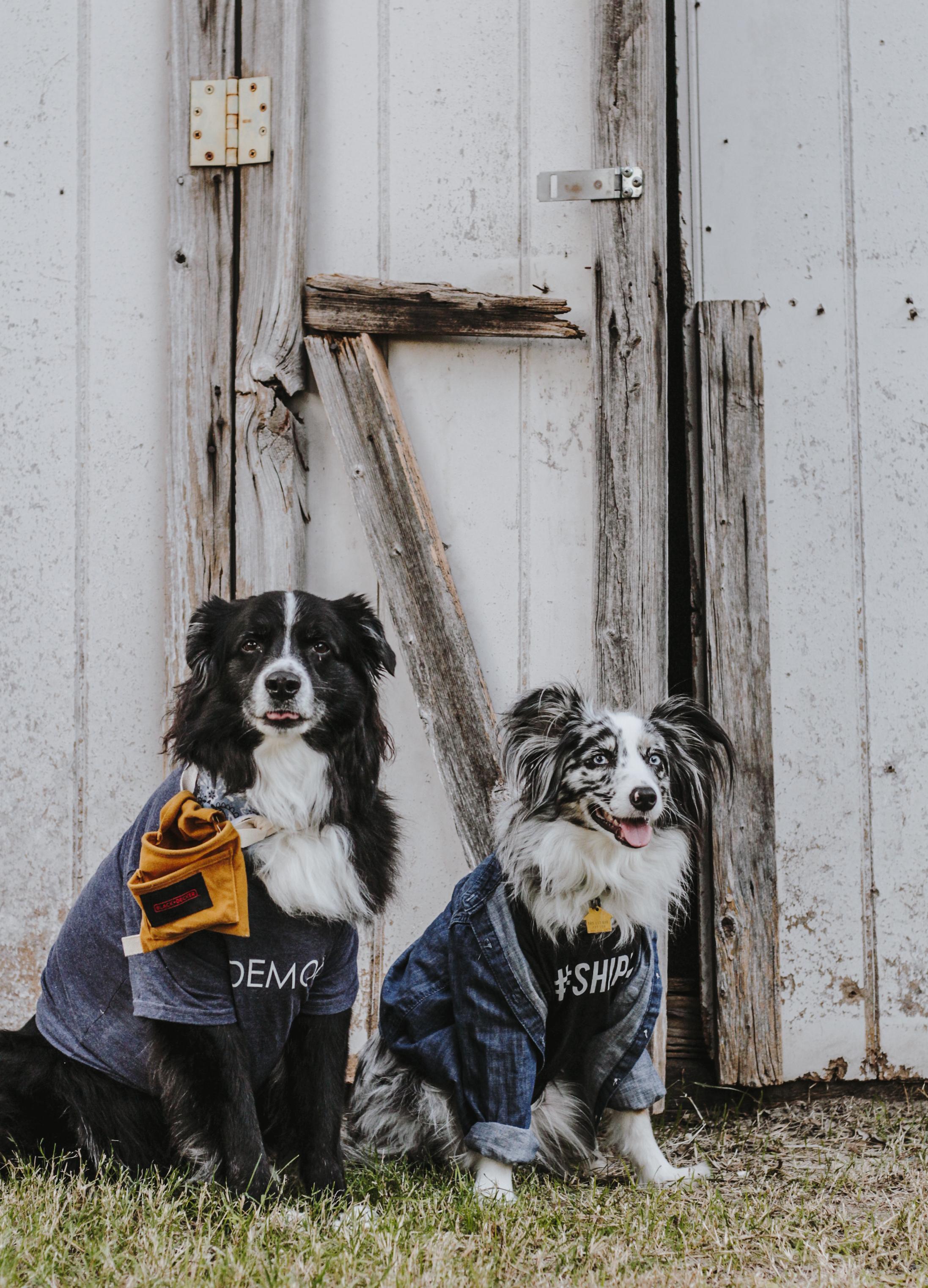 Chip and Joanna Gaines costume - for dogs!