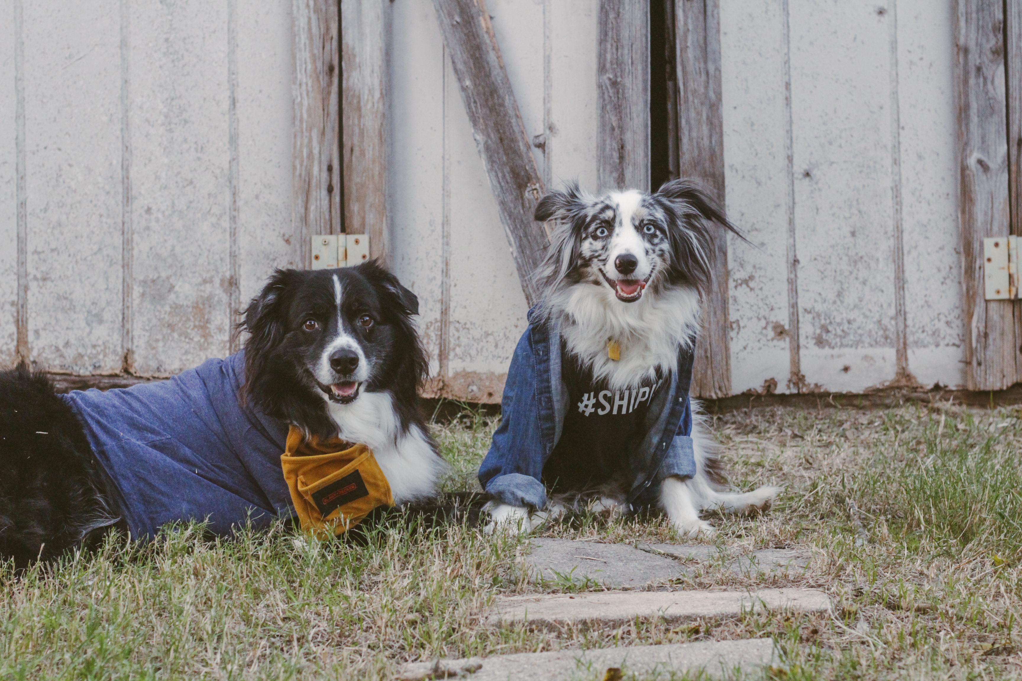 Chip and Joanna Gaines costume - for dogs!