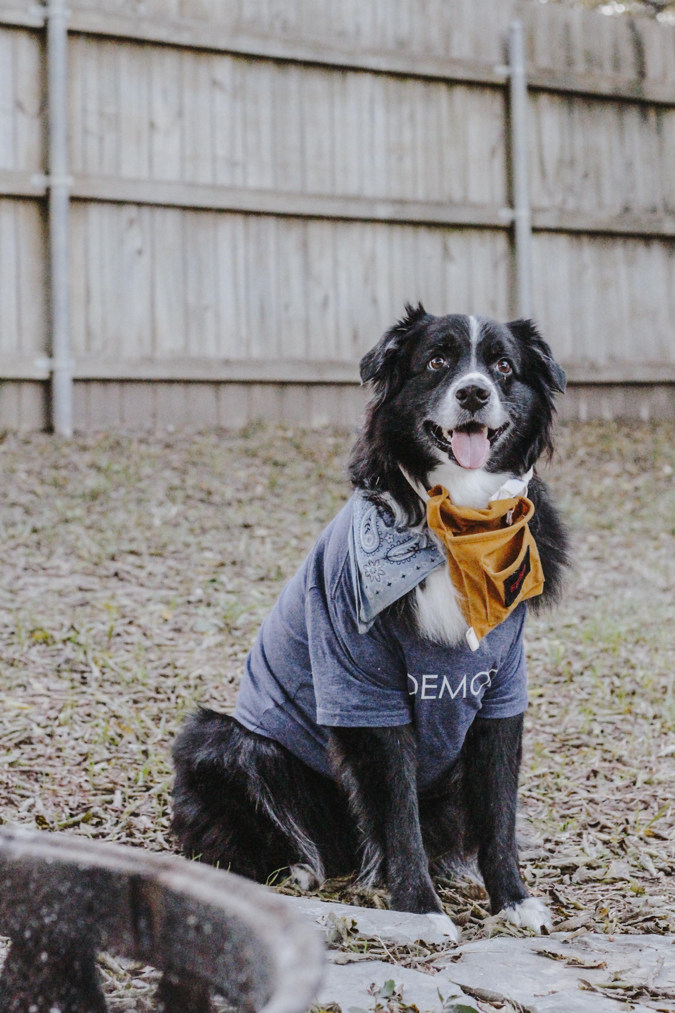 Chip and Joanna Gaines costume - for dogs!