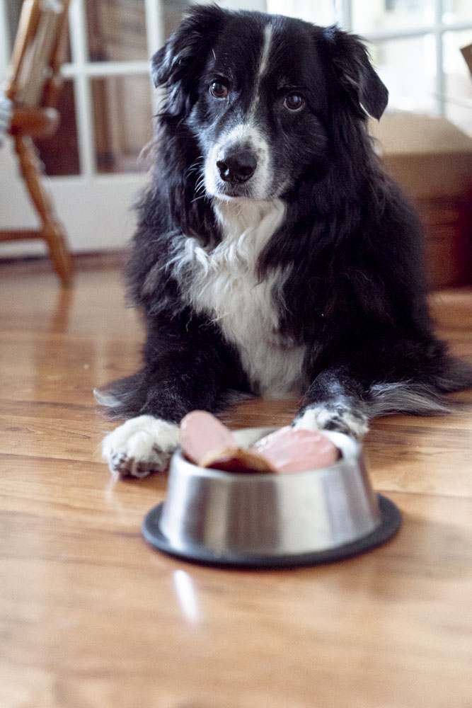 Homemade Easter Egg treats for your dog